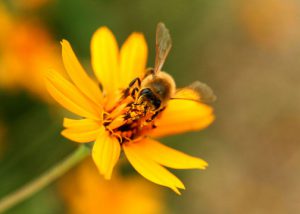macro bee on flower