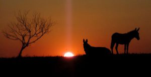 Donkey Silhouette