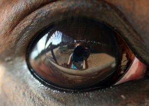 Horse's Eye