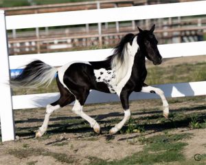 Little America's Phantom's Knightfall