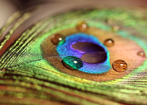 Peacock feather