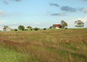 cattle on Texas land