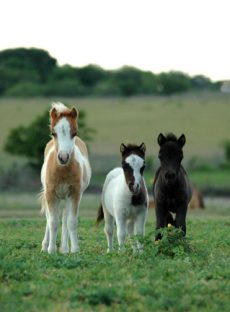 miniature horse foals